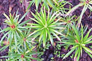 Rhododendron stenophyllum