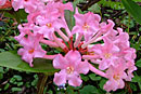 Rhododendron suaveolens f. roseum