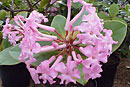 Rhododendron suaveolens f. roseum