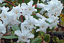 Rhododendron suaveolens