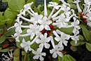 Rhododendron suaveolens