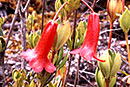 Rhododendron subcrenulatum