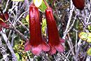 Rhododendron subuliferum