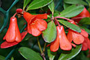 Rhododendron sumatranum