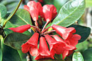 Rhododendron sumatranum