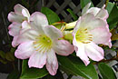 Rhododendron superbum