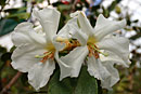 Rhododendron superbum ssp. ibele