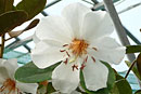 Rhododendron superbum