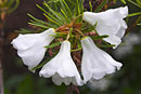 Rhododendron taxifolium