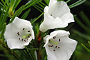 Rhododendron taxifolium