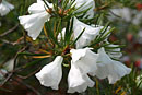 Rhododendron taxifolium