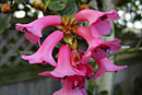 Rhododendron truncicola