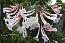 Rhododendron tuba