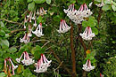 Rhododendron tuba