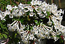 Rhododendron tuba