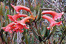 Rhododendron tuberculiferum