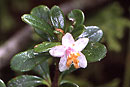 Rhododendron vaccinioides