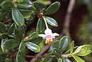 Rhododendron vaccinioides