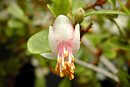 Rhododendron vaccinioides