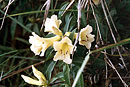 Rhododendron vanvuurenii