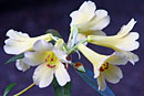 Rhododendron vanvuurenii