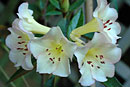 Rhododendron vanvuurenii