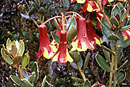 Rhododendron versteegii