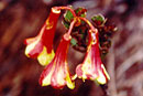 Rhododendron versteegii