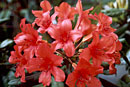 Rhododendron verticillatum