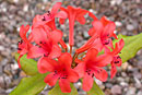 Rhododendron verticillatum