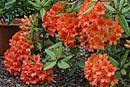 Rhododendron verticillatum