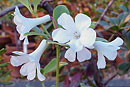 Rhododendron vidalii