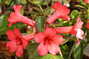 Rhododendron viriosum