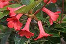 Rhododendron viriosum