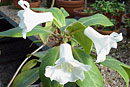 Rhododendron williamsii