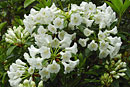 Rhododendron williamsii