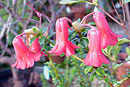 Rhododendron womersleyi