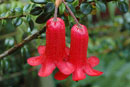 Rhododendron womersleyi