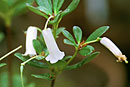 Rhododendron wrightianum