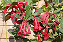 Rhododendron wrightianum var. cyclopense