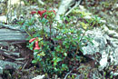 Rhododendron wrightianum