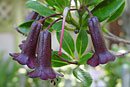 Rhododendron wrightianum