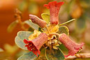 Rhododendron yelliotii