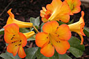 Rhododendron zoelleri