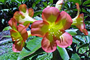 Rhododendron zoelleri