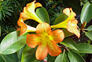 Rhododendron zoelleri