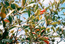 Rhododendron zollingeri