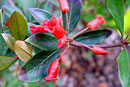 Rhododendron zollingeri